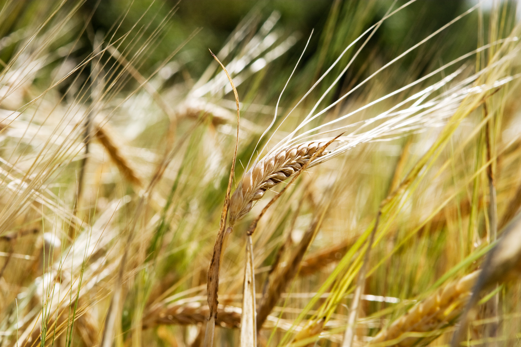 wheat background Wheat Background